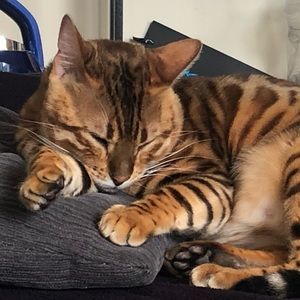 Meet your Posher, Melissa